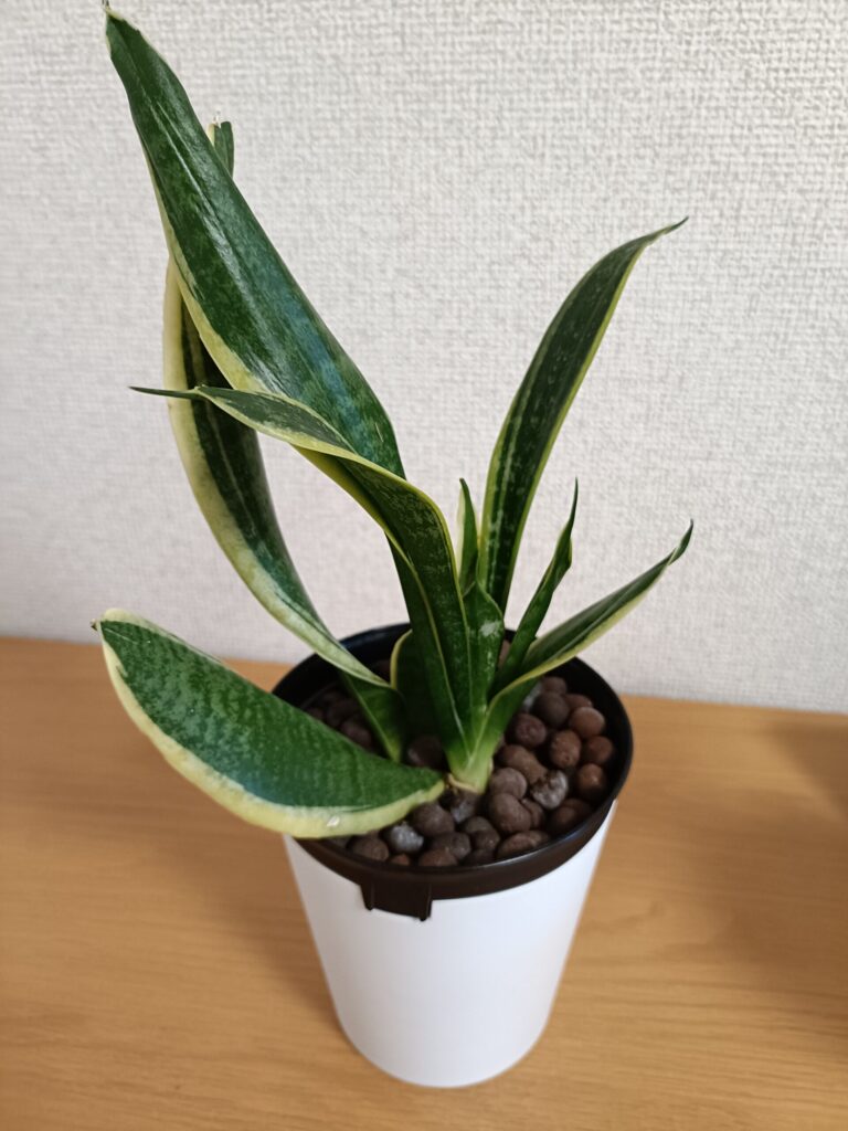ダイソーのサンスベリア