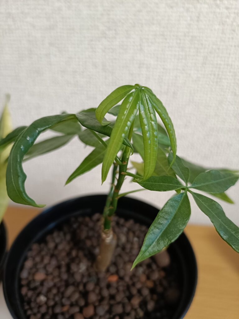 新芽が出ているパキラ