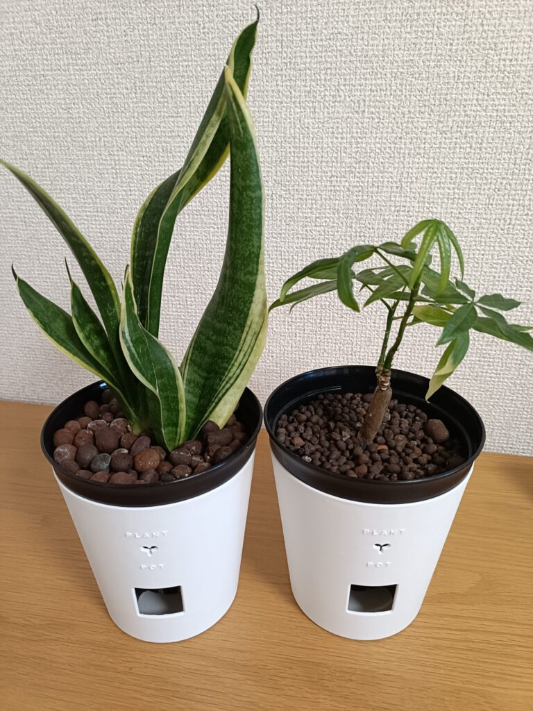ダイソーのパキラとサンスベリアの植物