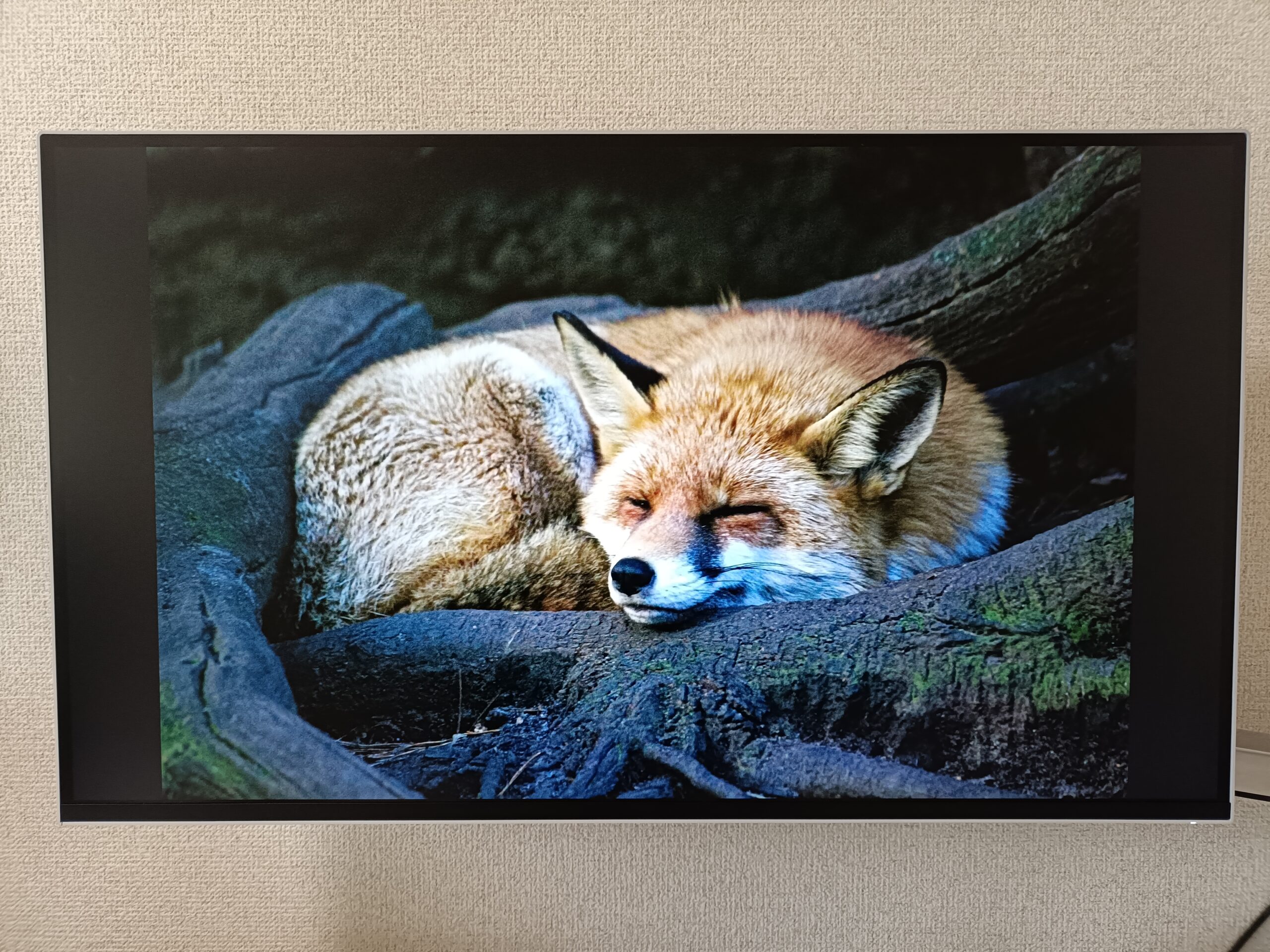 Lenovo L27q-4A モニター (27.0インチ IPS WLED液晶 QHD 100Hz 1ms 非光沢 チルト対応 VESA) グレー　狐の写真を表示している