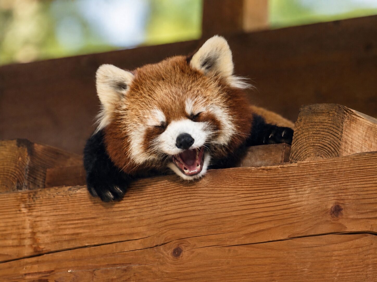 レッサーパンダのあくび